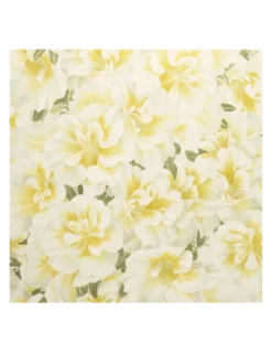 Papier Peint Variegated Azalea Mimosa, John Dorian